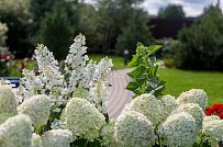 Ландшафтный дизайн участка в Оликах 2 - мини - 16