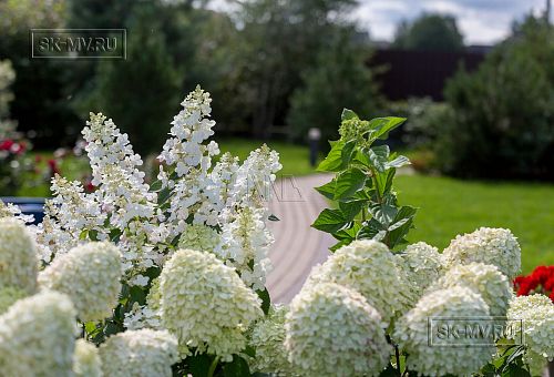 Ландшафтный дизайн участка в Оликах 2 - 16