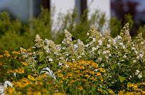 Ландшафтный дизайн участка в Оликах 2 - мини - 9