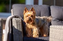 Одноэтажная усадьба в английском стиле в КП Галактика, технология каркас - мини - 32