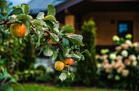 Ландшафтное проектирование участка в Сосновом бору 4 - мини - 4