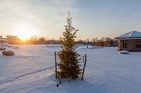 Ландшафтный дизайн участка в Пениках 1 - мини - 7