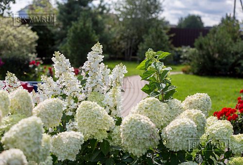 Ландшафтный дизайн участка в Оликах 2 - 15