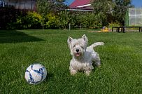 Ландшафтный дизайн участка в Оликах 2 - мини - 8