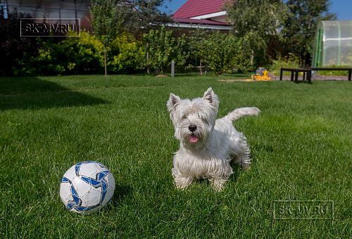 Ландшафтный дизайн участка в Оликах 2 - 8