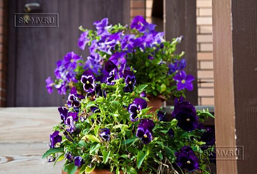 Строительство двухэтажного каркасныого коттеджа с террасой в деревне Порошкино - 28