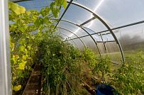 Ландшафтная архитектура участка в Пегелево - мини - 28