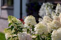 Ландшафтный дизайн участка в Оликах 2 - мини - 14