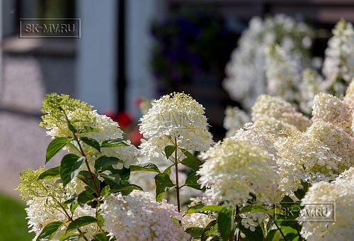 Ландшафтный дизайн участка в Оликах 2 - 14