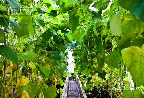 Строительство небольшого двухэтажного каркасного дома 165 кв м с бежевым сайдингом и зеленой крышей в СНТ Учитель - 16