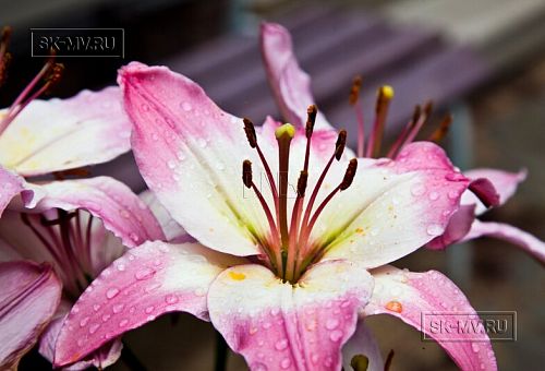 Строительство небольшого теплого зимнего двухэтажного каркасного коттеджа с сауной и верандой в Токсово - 19