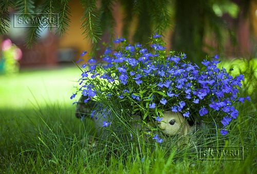 Ландшафтный дизайн территории домовладения в Володарском 4 - 2