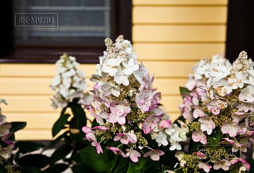 Строительство большого желтого каркасного дома с гаражом и сауной в пгт Сиверский - 10