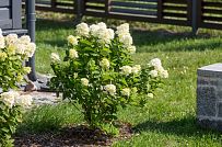 Благоустройство и озеленение участка в д Олики 3 фото - мини - 8