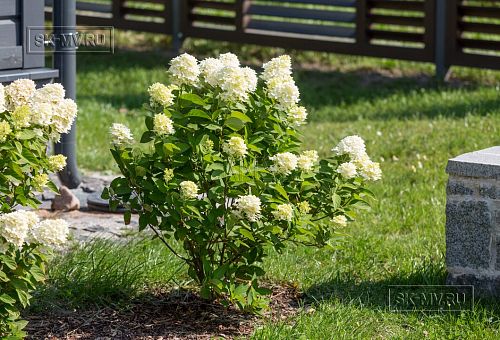 Благоустройство и озеленение участка в д Олики 3 фото - 8