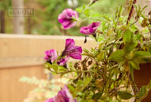 Строительство зимнего каркасного дома 175 кв м с эркером и мансардным этажом в п Вырица - 3