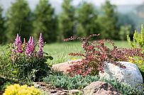 Благоустройство и озеленение участка в д Олики 3 фото - мини - 6