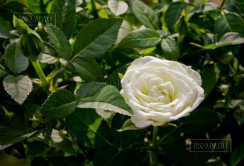 Строительство каркасного теплого зимнего дома 180 кв м для круглогодичного проживания Смартвилль 2 Москва - 5