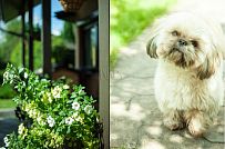 Строительство двухэтажного каркасного дома около 250 кв м с мансардными окнами и разноуровневой кровлей в п Володарский - мини - 4