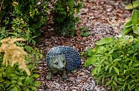 Ландшафтный дизайн участка в Сосновом бору 7 - мини - 6