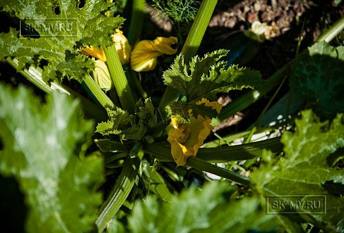 Построенный в п Озеро Отрадное небольшой двухэтажный теплый зимний каркасный дом площадью 165 кв м с террасой - 2
