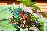 Строительство небольшого двухэтажного каркасного дома 165 кв м с бежевым сайдингом и зеленой крышей в СНТ Учитель - мини - 4