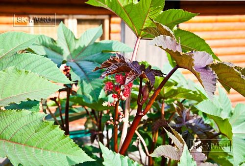 Строительство небольшого двухэтажного каркасного дома 165 кв м с бежевым сайдингом и зеленой крышей в СНТ Учитель - 4